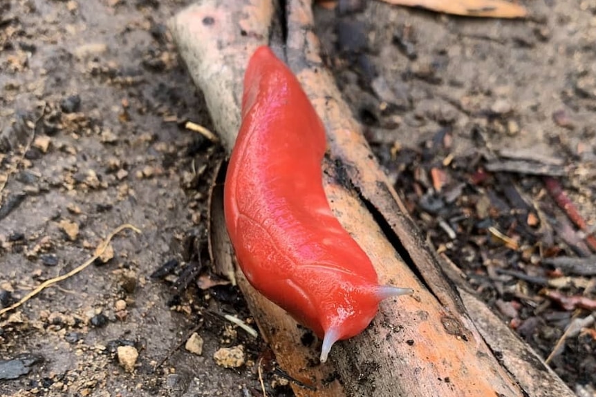 A pink slug crawls along a piece of bark on a wet ground.