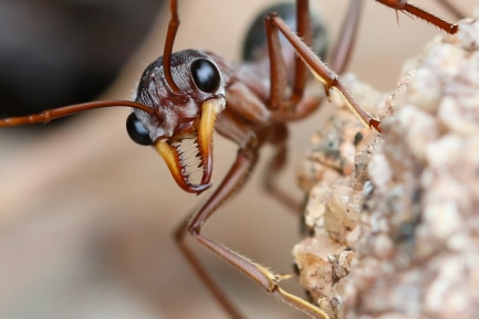 A bull ant in the field