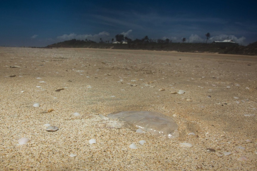 A box jellyfish washed up on Cable Beach in Broome.