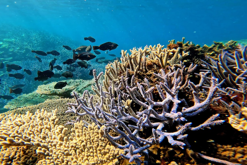 Fish swim near a cluster of coral.