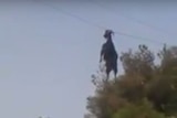 Goat dangles in the air from overhead cable by their horns.