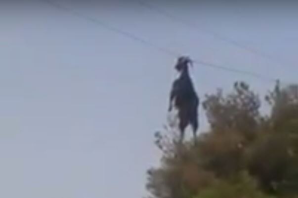 Goat dangles in the air from overhead cable by their horns.