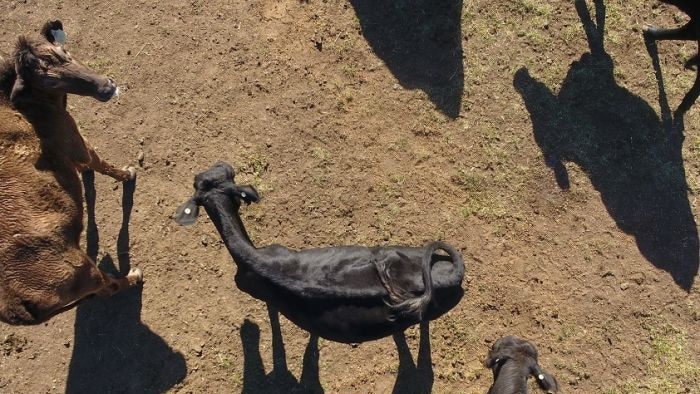 Gambar sapi kurus diambil dengan drone