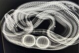 X-ray image of snake with two tennis balls inside it