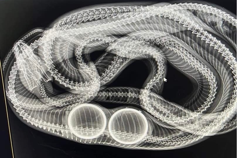 X-ray image of snake with two tennis balls inside it