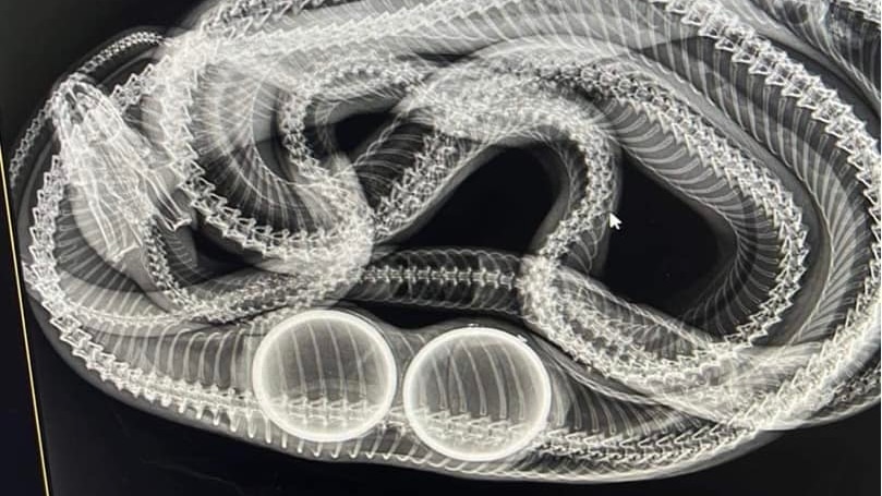 X-ray image of snake with two tennis balls inside it