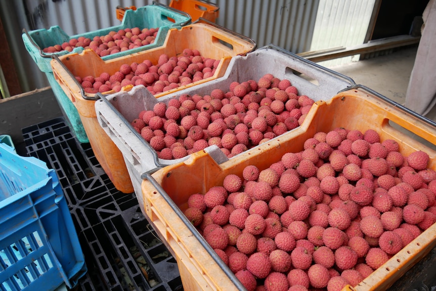 Four large plastic boxes full to the brim with ripe, red lychees.