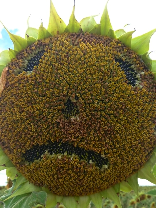 Someone digs holes in a sunflower's face.