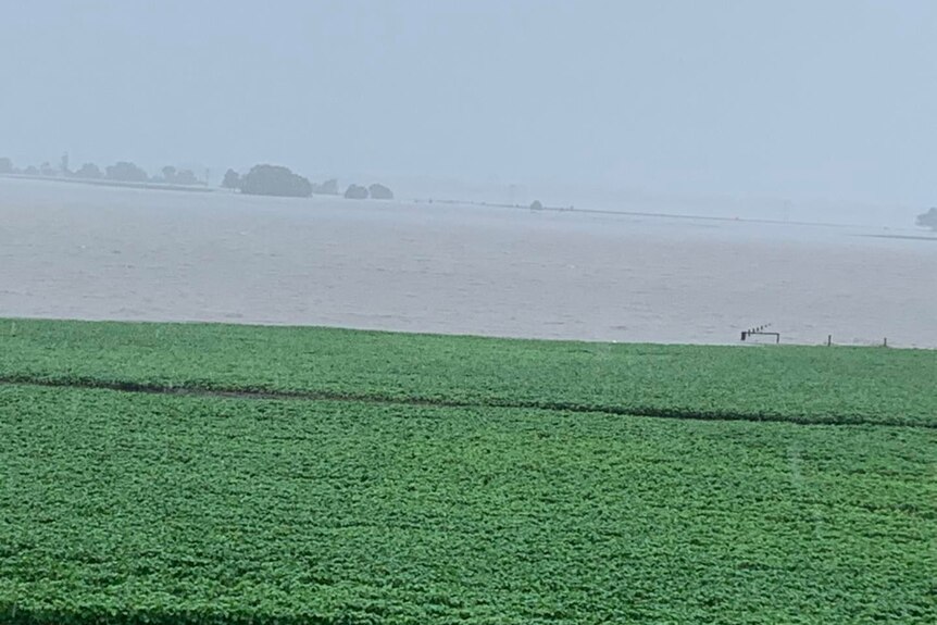 A soybean crop, with a floodwater in the background.