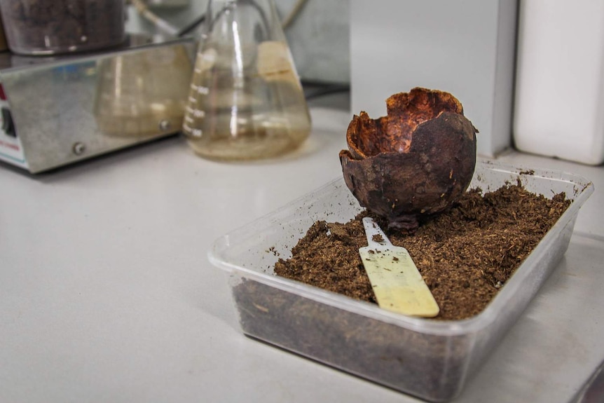 Large pod in a container holding seeds and a label.