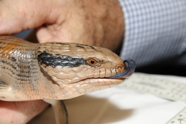 A centralian Blue-tongued lizard was also in the car.