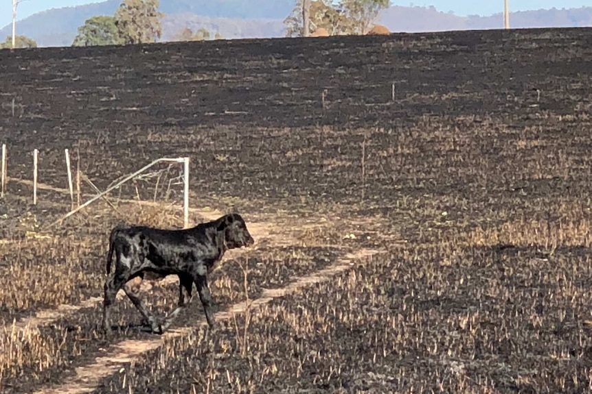 A black calf walks through a blackened paddock.