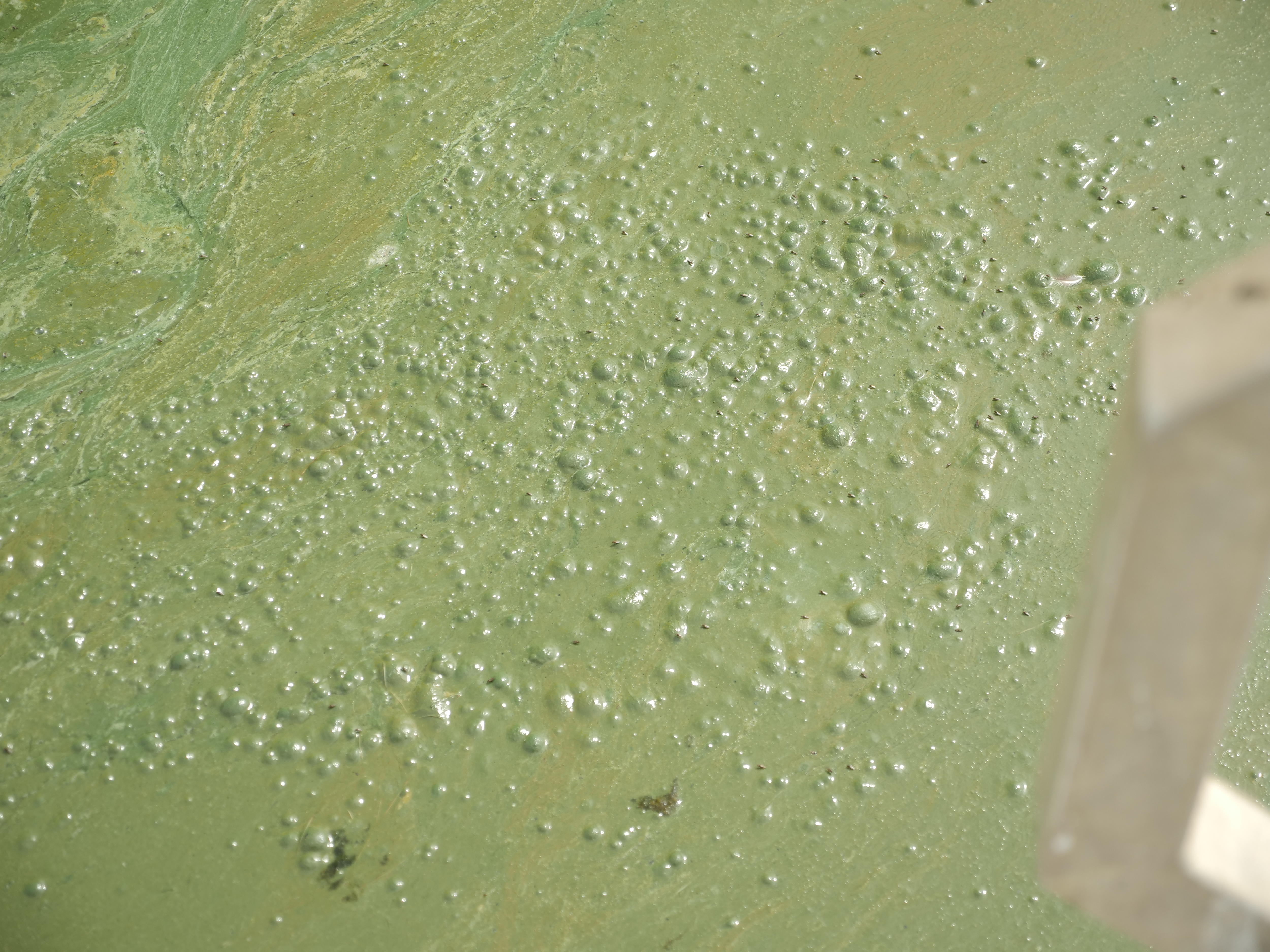 Curdies River fish kill attributed to bluegreen algae bloom