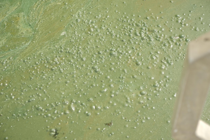 Thick green water with bubbles 