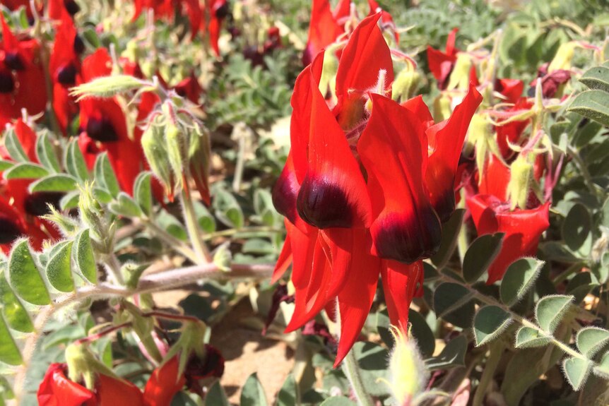 Sturt's Desert Pea are in bloom in Alice Springs