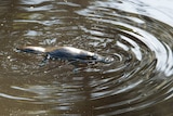 A platypus swims on the water's surface