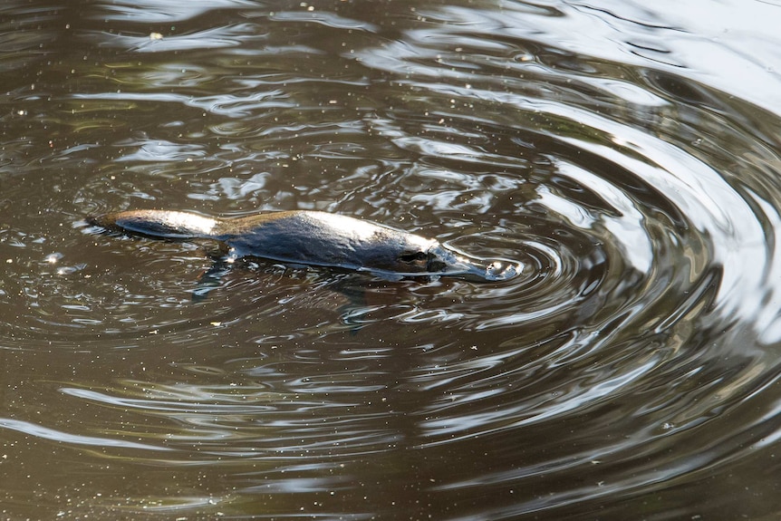 A platypus swims on the water's surface