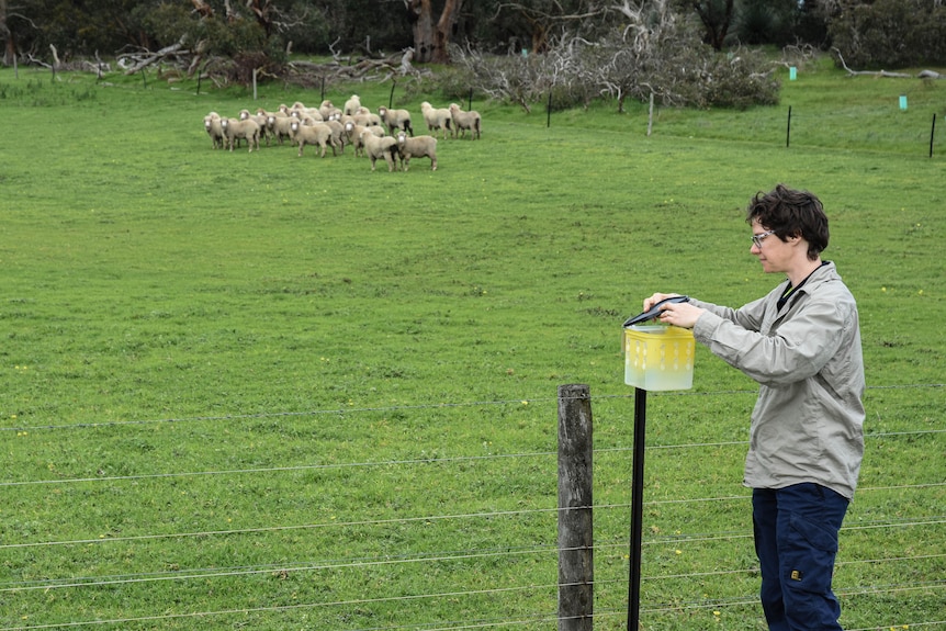 Lady opening lid of box of sterile blowflies in green paddock with sheep in the background