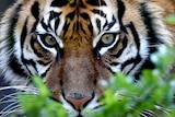 Close up of a Sumatran tiger's face peering from behind a tree.