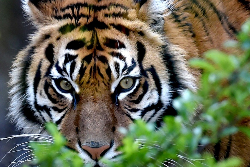 Close up of a Sumatran tiger's face peering from behind a tree.