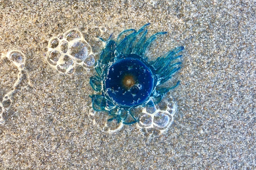 A blue button jellyfish on a sandy beach