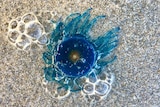 blue button jellyfish