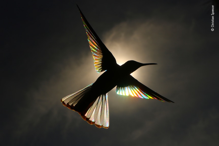 A bird in flight is silhouetted against the sky. 