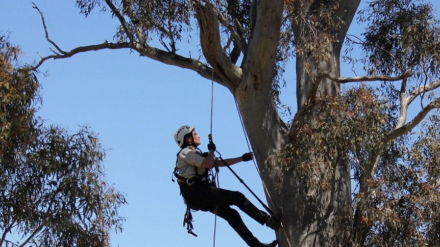 A woman climbs a tree with rope.