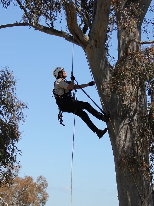 A woman climbs a tree with rope.