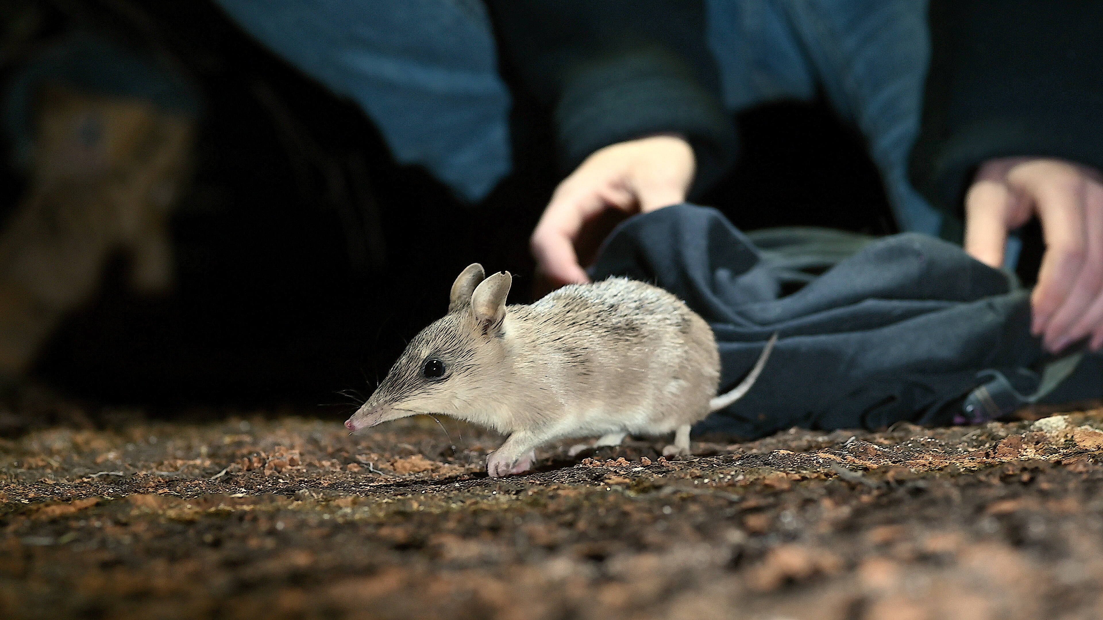 A Bandicoot running, looking to the left