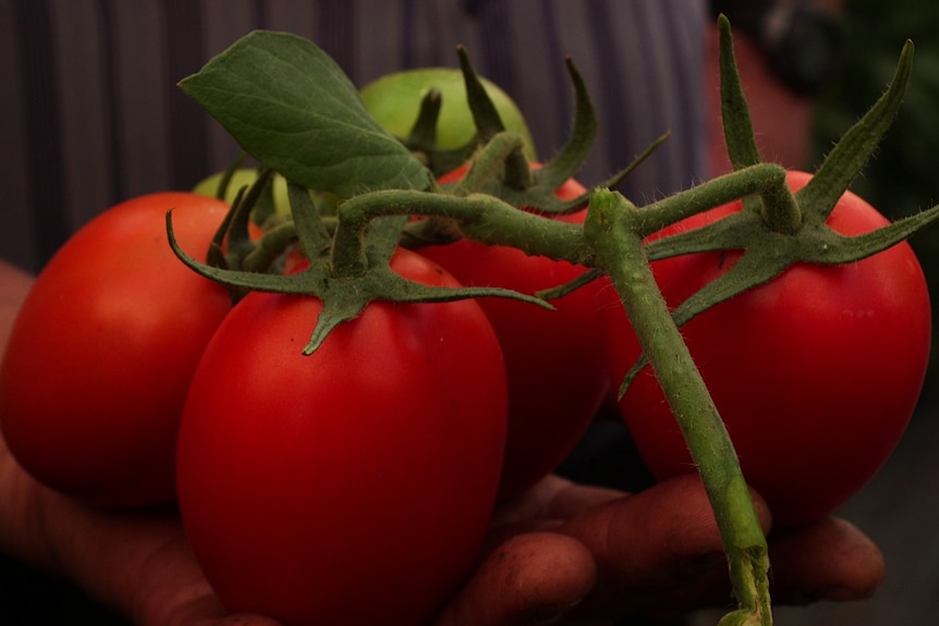 Close up of tomatoes