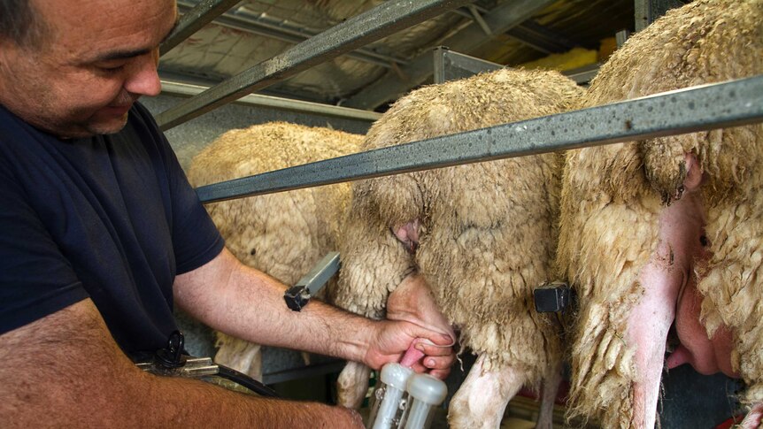 A man attaches a milking device to one of three sheep, seen from the rear.