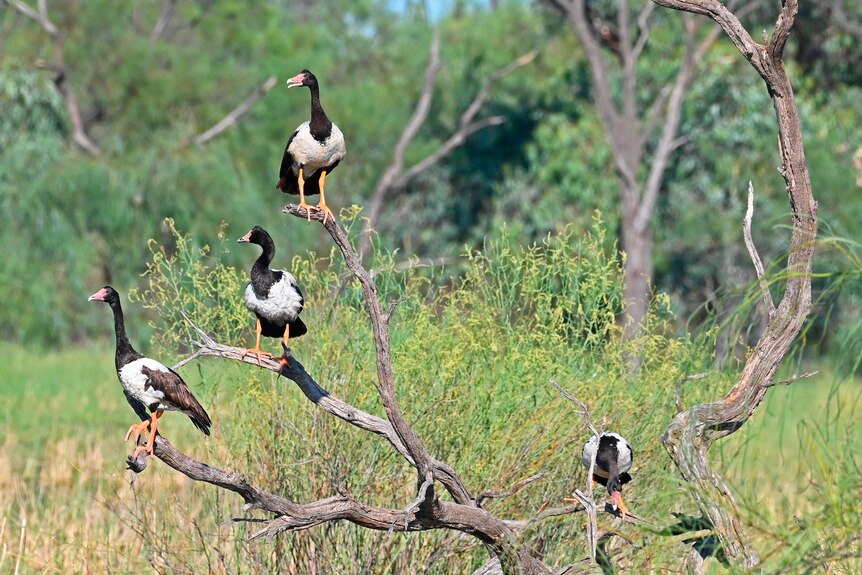 Four black and white large birds sitting on a tree with bush in the background