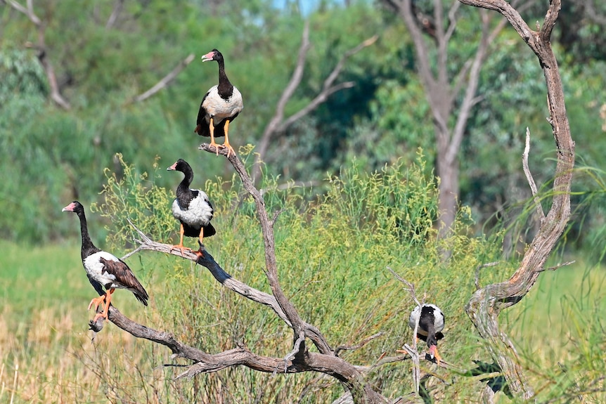 Four black and white large birds sitting on a tree with bush in the background