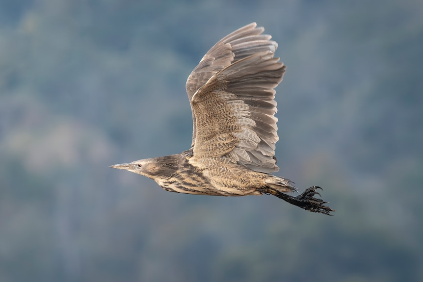 a brown bird in flight
