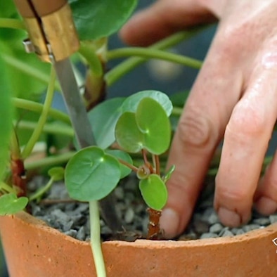 Knife being used to remove a section of a plant growing in a pot