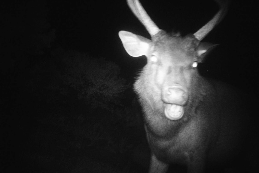 A sambar deer in the headlights of a vehicle looks at the camera.