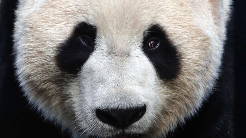 Suspects held over hunting panda to sell fur and meat