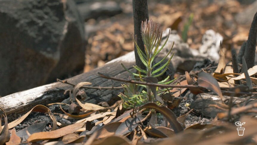 Green tree seedling growing in burnt bush landscape