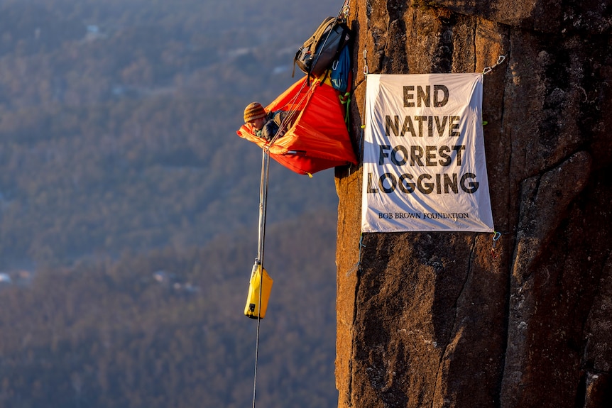 Climber protest against native forest logging in Tasmania.