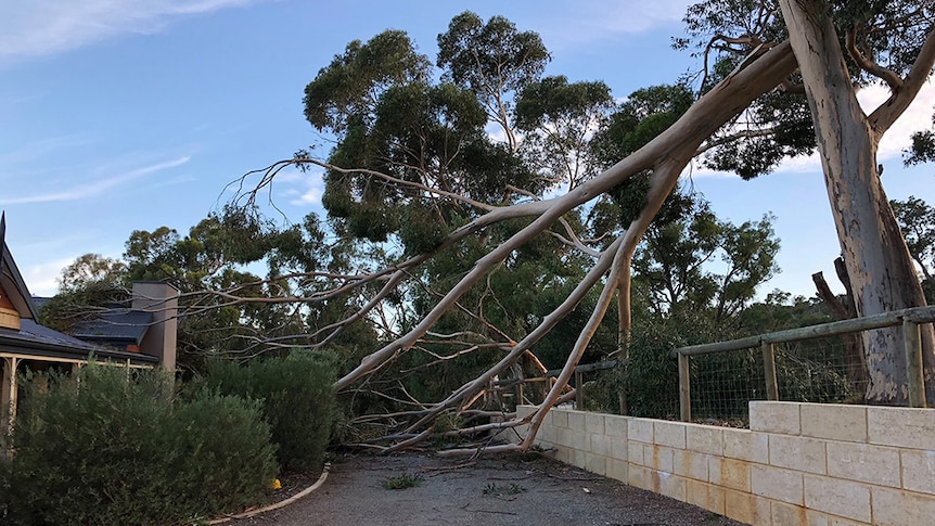 The top half of a huge gum tree is severed after high winds tore through Martin.