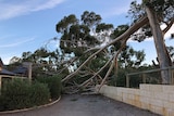 The top half of a huge gum tree is severed after high winds tore through Martin.