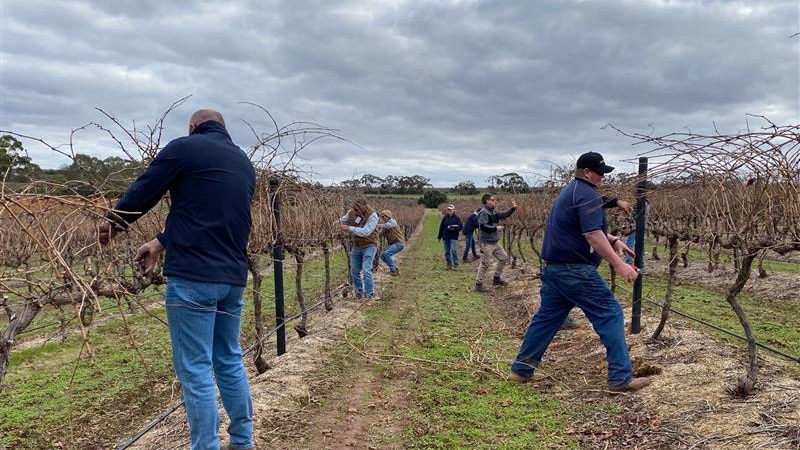 people pruning vines