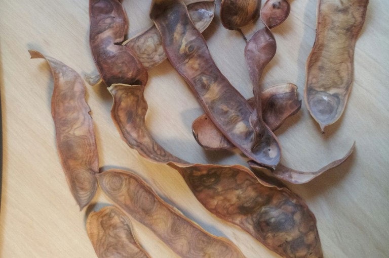 Seeds pods collected from the rare Waddi tree collected and germinated in a greenhouse in outback Queensland.