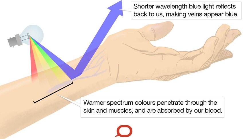 A graphic showing how light affects how we see our veins.