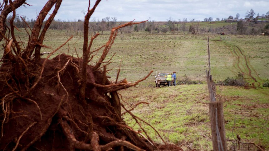 Dennis and Jon work along a fence line in front of a fallen tree.