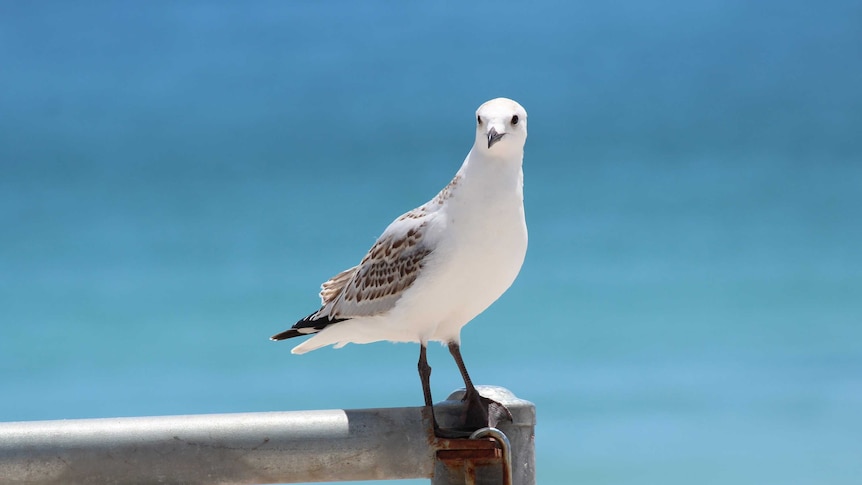 A seagull sits on a metal pole, with the ocean in the background.