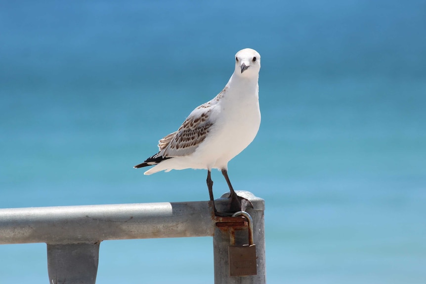 A seagull sits on a metal pole, with the ocean in the background.