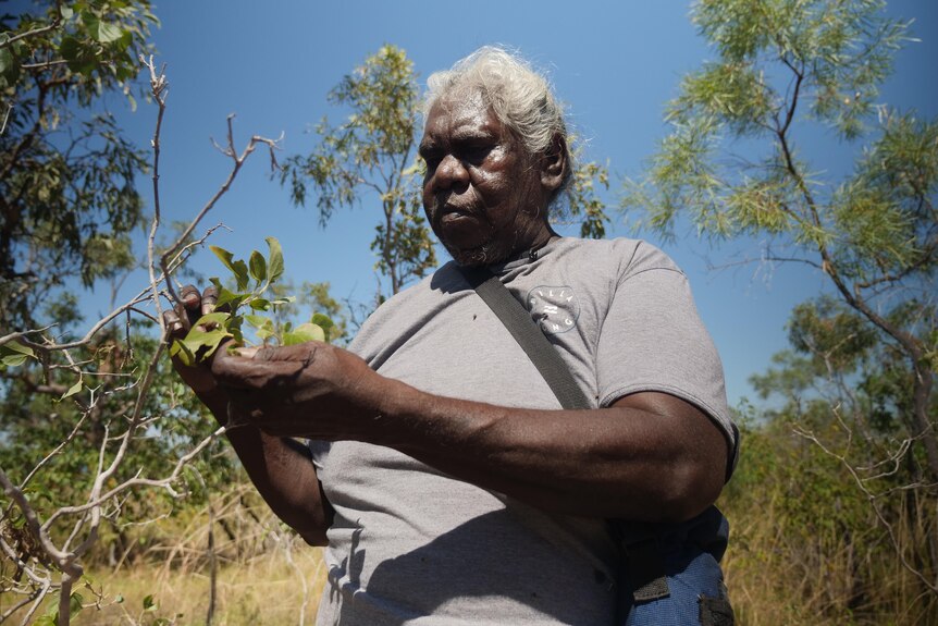 An Aboriginal woman holding leaves in her hand
