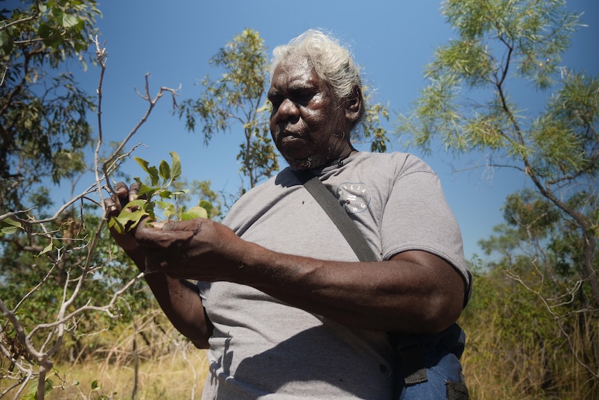 An Aboriginal woman holding leaves in her hand